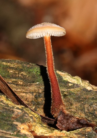Auriscalpium vulgare
